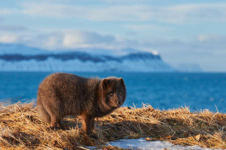 Blue arctic fox (Alopex lagopus) photographed in Iceland while walking in the snow.