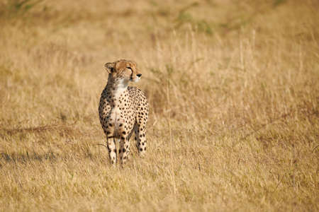 Beautiful cheetah, (Acinonix jubatus) walking in african savannah.の写真素材