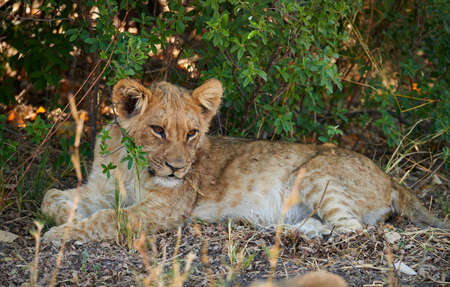 Little lion cub lying on the ground looks around.の写真素材