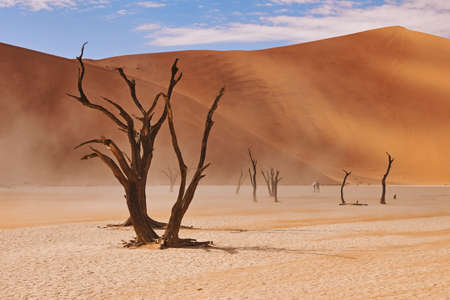 beautiful landscape in the Namib desert at Deadvleii.の写真素材