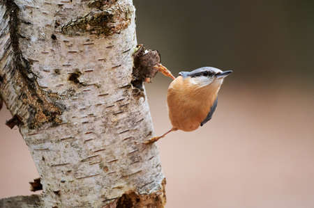 European Nuthatch, Sitta europaea perched on a tree trunk in italian forestの写真素材
