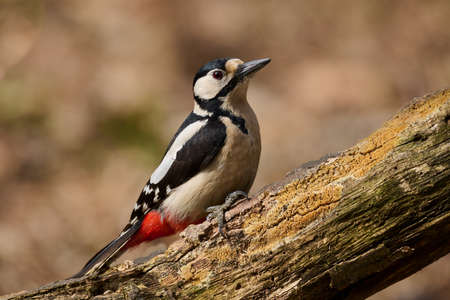 Great spotted Woodpecker perched on a birch branchの写真素材