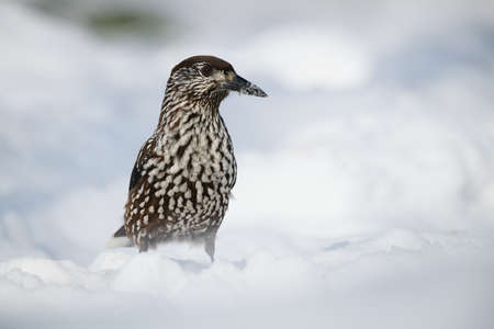 Eurasian nutcracker (Nucifraga caryocatactes) looking for food, in the snow.の写真素材