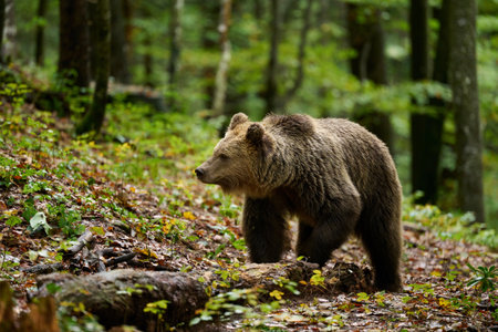 Brown bear is looking for food in a european forest. Image taken in autumn.の写真素材