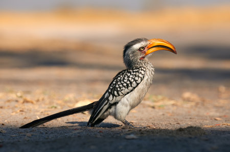 Beautifull southern yellow billed hornbill (Tockus leucomelas) photographed in Botswana.の写真素材