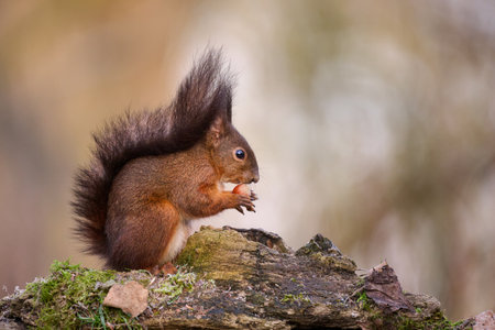 The European red squirrel (Sciurus vulgaris) is a rodent of the Sciuridae family widespread in Europe, but also in Asia.の写真素材