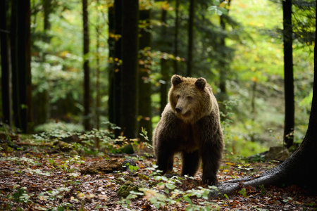 Brown bear is looking for food in a european forest. Image taken in autumn.の写真素材