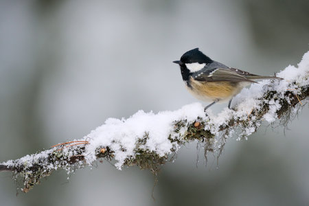 Beautiful coal tit (Periparus ater) in the snow in winterの写真素材