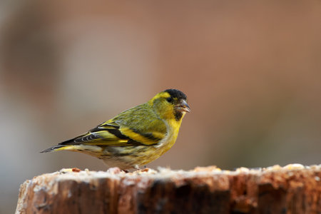 A little bird looking for food. A male of the little Eurasian siskin (Spinus spinus)