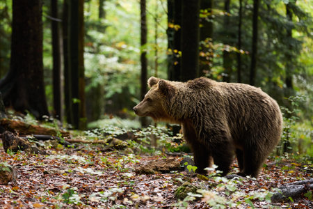 Brown bear is looking for food in a European forest. Image taken in autumn.