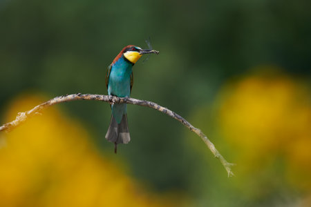 Beautiful European bee eater with prey in its beak while waiting for the female to offer her the insect as a gift.の写真素材