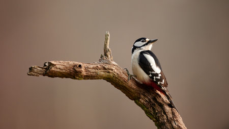 Great spotted Woodpecker perched on a tree branchの写真素材