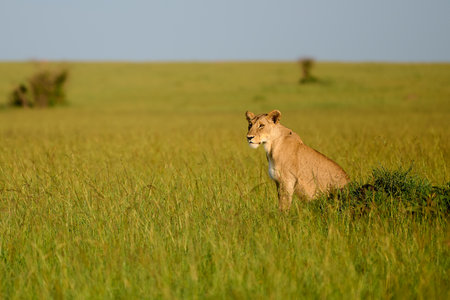 A lioness looks into the distance on the African savannah. A moment that you can see during a safari...