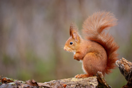 Red squirrel sitting on a tree trunk in the forest with a blurred backgroundの写真素材