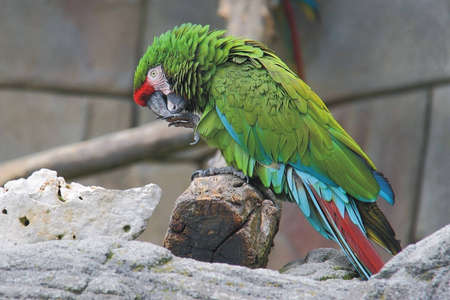 parrot
