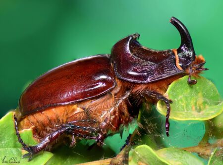 Dormant rhinoceros beetle on a leaf