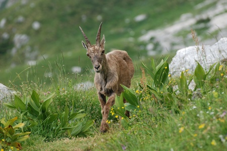 A roe in the Alpsの写真素材