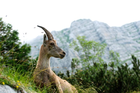 A roe in the Alpsの写真素材