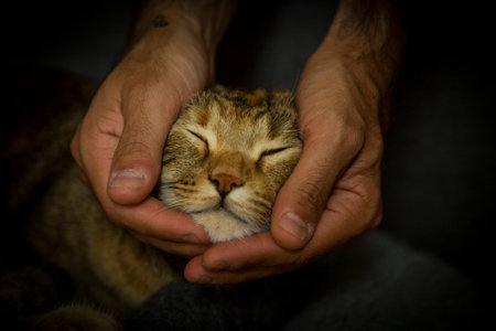 Cute cat sleep in the handの写真素材