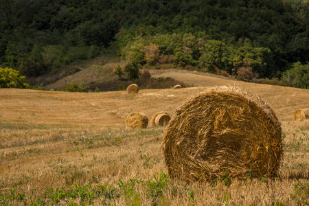 Hay balesの写真素材