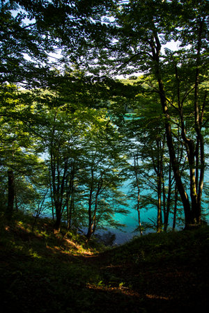 forest with blue lake behind itの写真素材