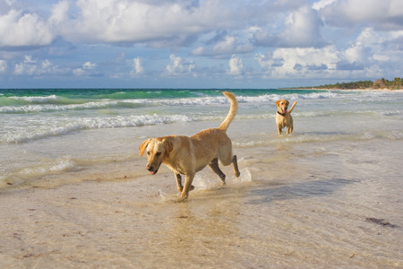 labrador retrievers running in the water on a carribean beachの写真素材