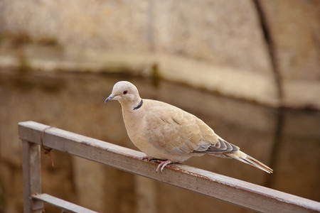Eurasian collared dove, latin name Streptopelia decaocto resting alone on an iron railingの写真素材