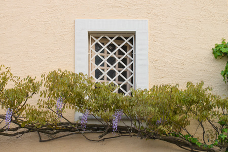 grating window surrounded by a flowering wisteria on a rough plaster wallの写真素材