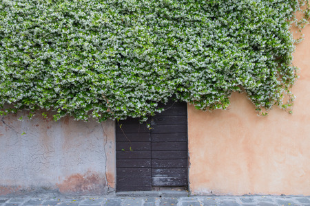wooden old door and ocher wall covered by climbing jasmine full of white flowersの写真素材