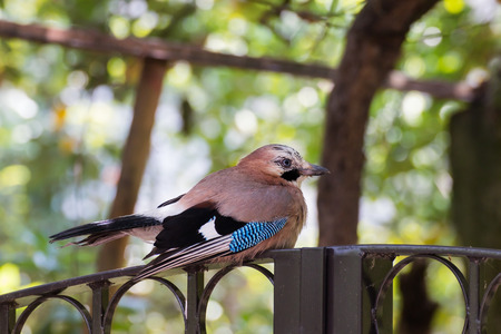 Tired Eurasian jay resting on a iron gateの写真素材