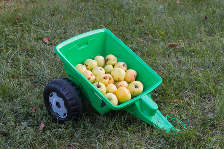 Harvest of organic apples "Golden Delicious"  in a green toy trailerの写真素材