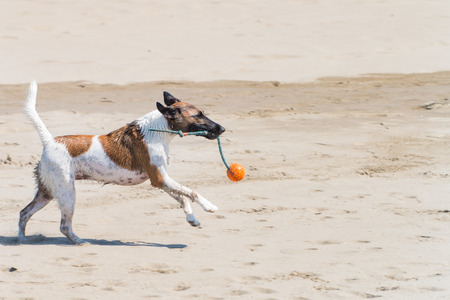 Wet Dog Terrier Running on the beach with a green rope and an orange ball in mouthの写真素材
