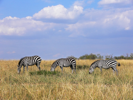three wild plains zebras grazing in line in Masai Mara grasslandの写真素材