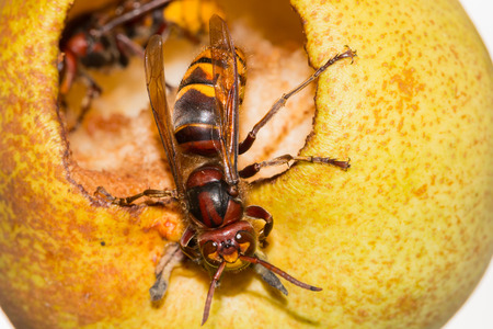 European hornet (vespa Crabro) eating a ripe yellow fruit a pearの写真素材