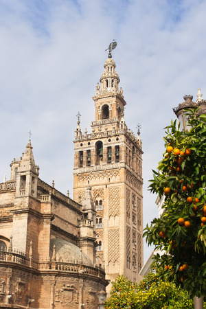 Giralda the bell tower of the Cathedral of Seville and orange trees full of ripe fruits in  a sunny dayの写真素材