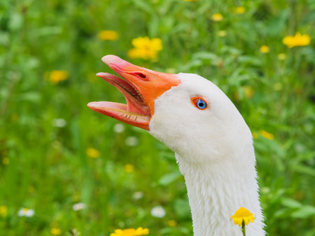 portrait of a white geese screaming with beak open and tongue outの写真素材