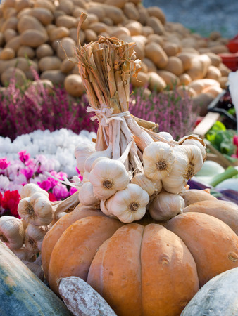 Bunch of garlic on a Big Pumpkin in an autumn country fair, flowers and potatoes blurred in backgroundの写真素材