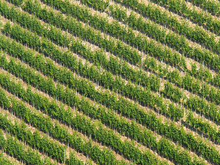 Vineyard diagonal pattern: Rows of grapevine on a steep hill in Italyの写真素材