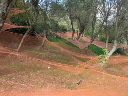  Olives harvested hand made to make extra virgin olive oil. Colorful nets are placed under trees to collect the ripe fruitsの写真素材