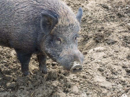 Portrait of a female adult wild boar (wild swine, wild pig, sus scrofa)の写真素材