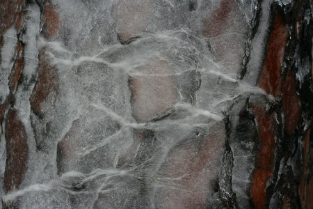 texture of pine tree bark covered with a layer of ice shaped by cold wind of a winter stormの写真素材