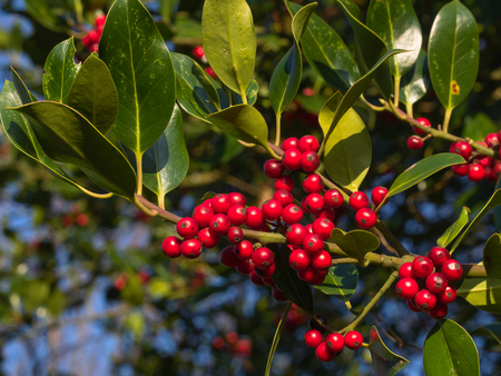 close up view of red ripe berries of common holly (Ilex aquifolium) near christmas holidaysの写真素材