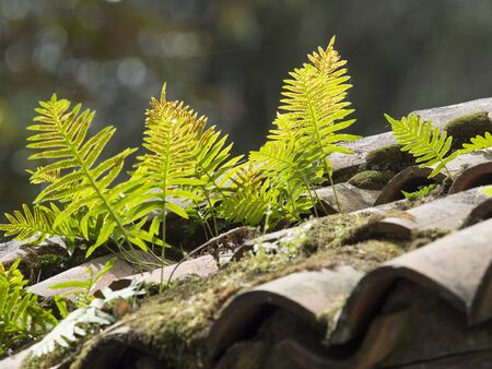 plants (ferns) grown on an old roof made of terracotta tilesの写真素材