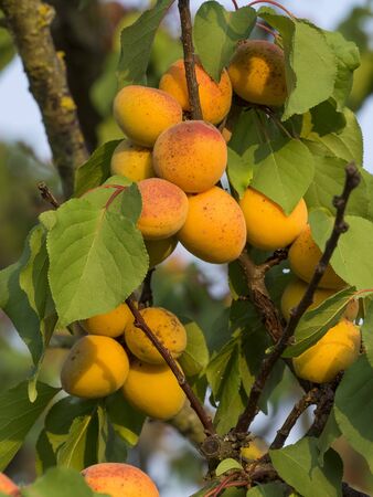 apricot branch full of ripe fruit during the summerの写真素材