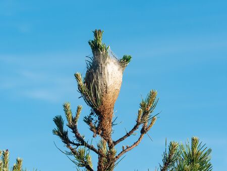 Pine processionary (Thaumetopoea pityocampa) nest on the top of a young  pine blue sky background
