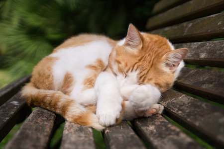 red stray catの写真素材