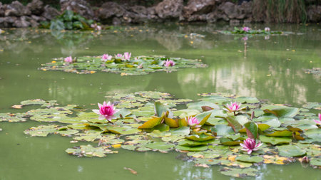water lilyの写真素材