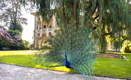 Stresa, Italy, 21 may 2017- a blue peacock spreading tail under a big Kashmir cypress tree  in  the Isola Madre (Mother Island) area in Stresa on the lake Maggiore.のeditorial素材