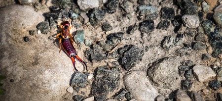earwig insect background - common earwig or european earwigの写真素材