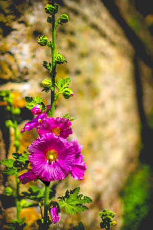 purple flower vertical colorful background malva alceaの写真素材